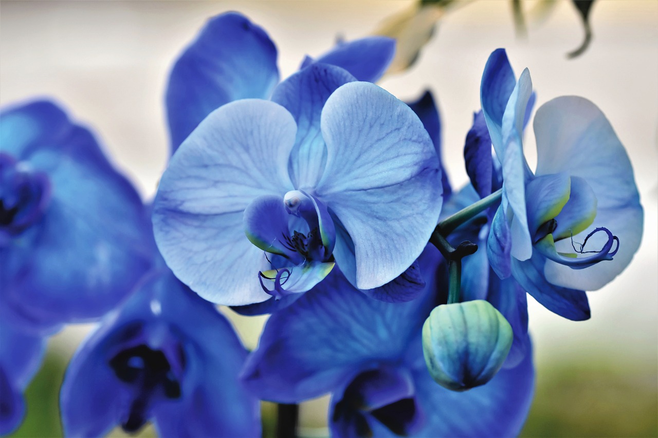 Orchidea blu