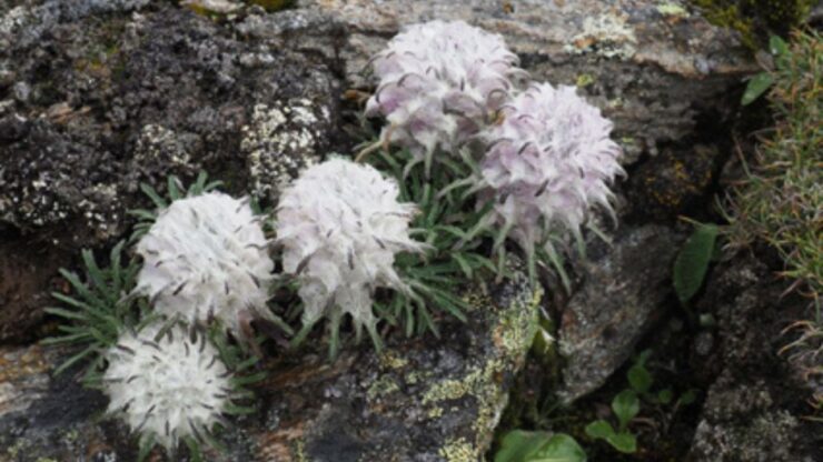 Saussurea khunjerabensis