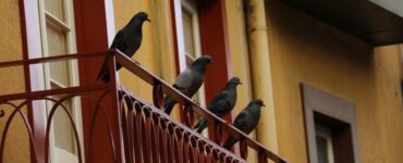 piccioni balcone