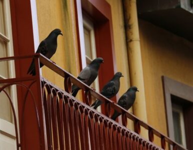 piccioni balcone