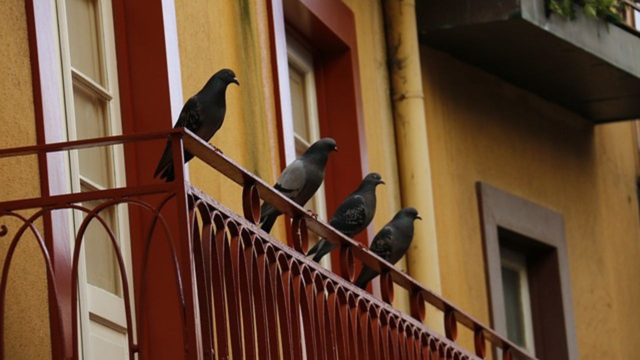 piccioni balcone