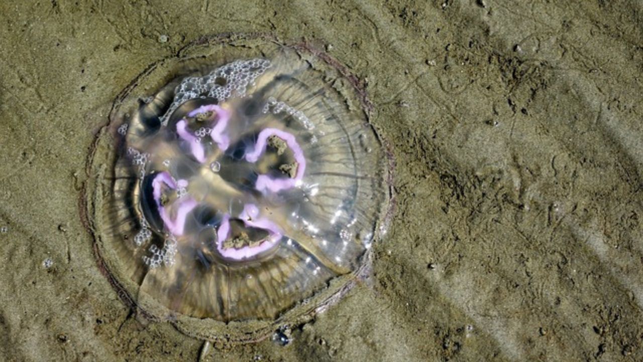 puntura medusa