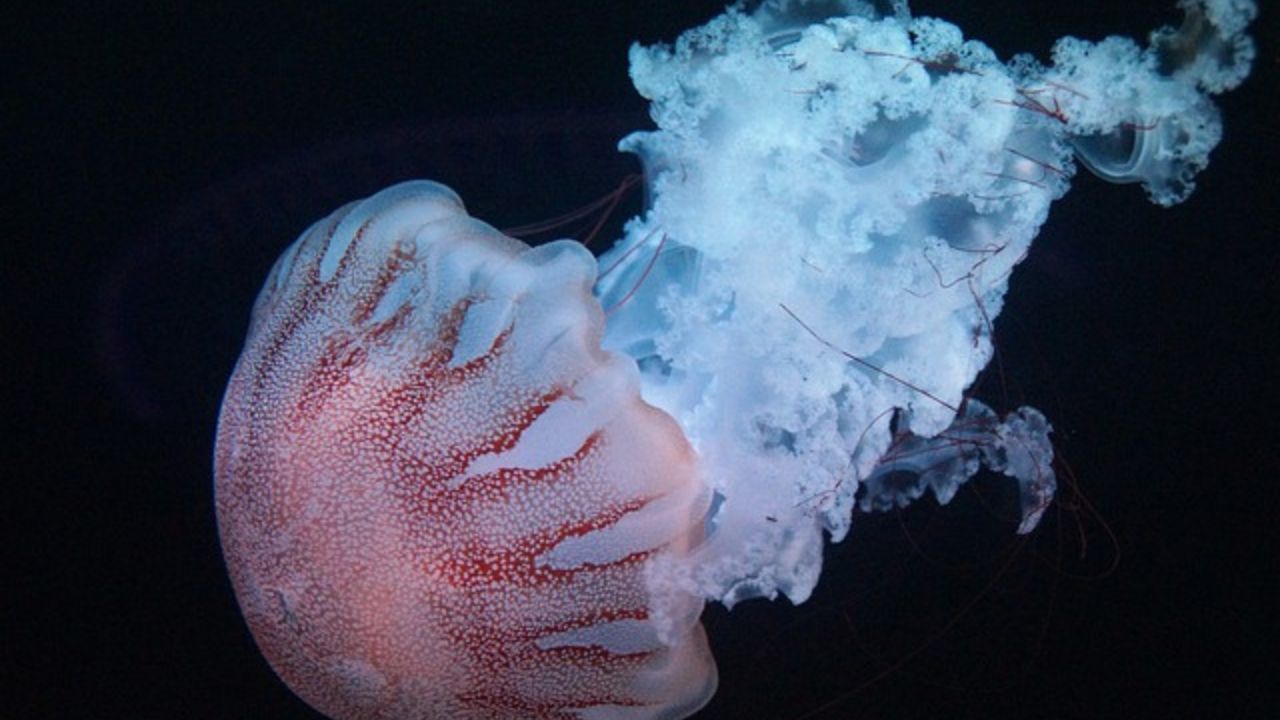 puntura medusa