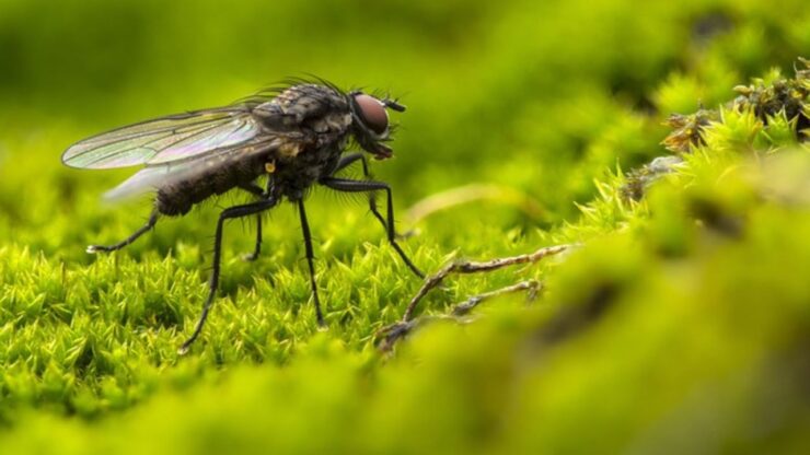 rimedi naturali mosche