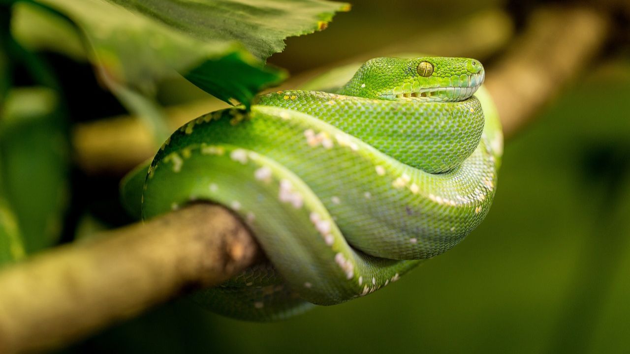 Serpente su un ramo