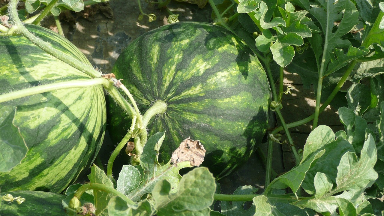 anguria verde