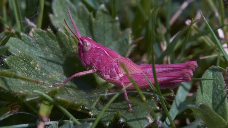 cavalletta rosa insetto