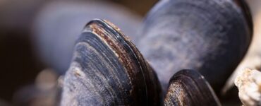 molluschi
