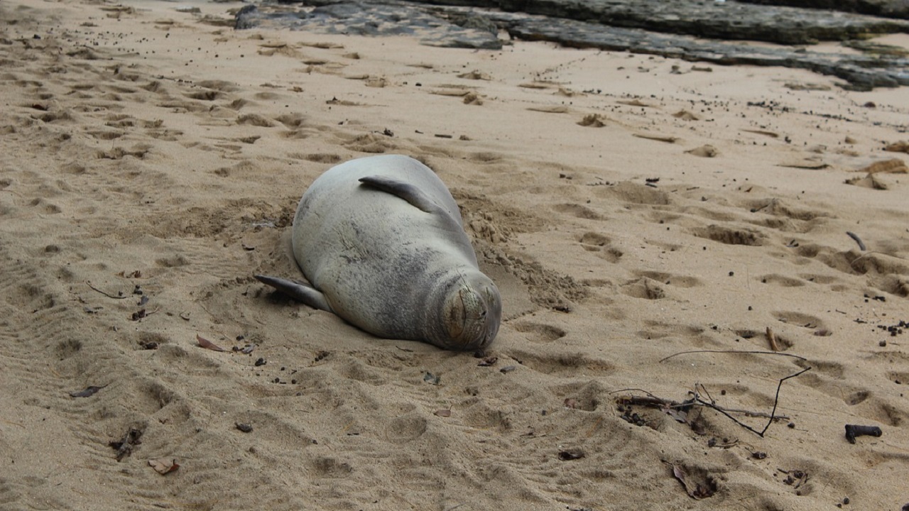 foca monaca