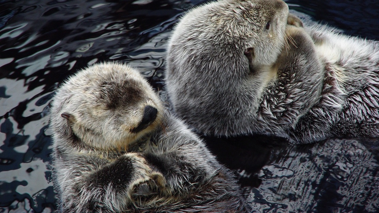 cuccioli di foca monaca