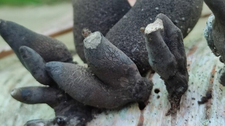 funghi velenosi boschi