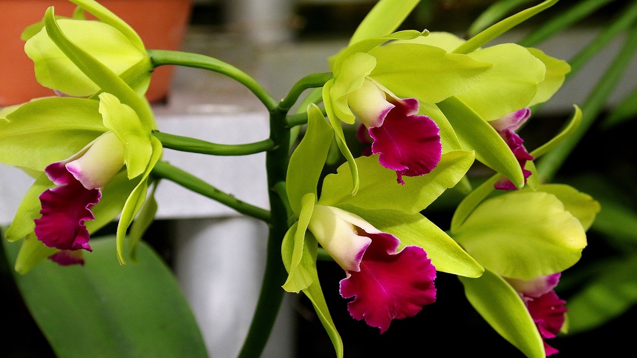 orchidee fiore