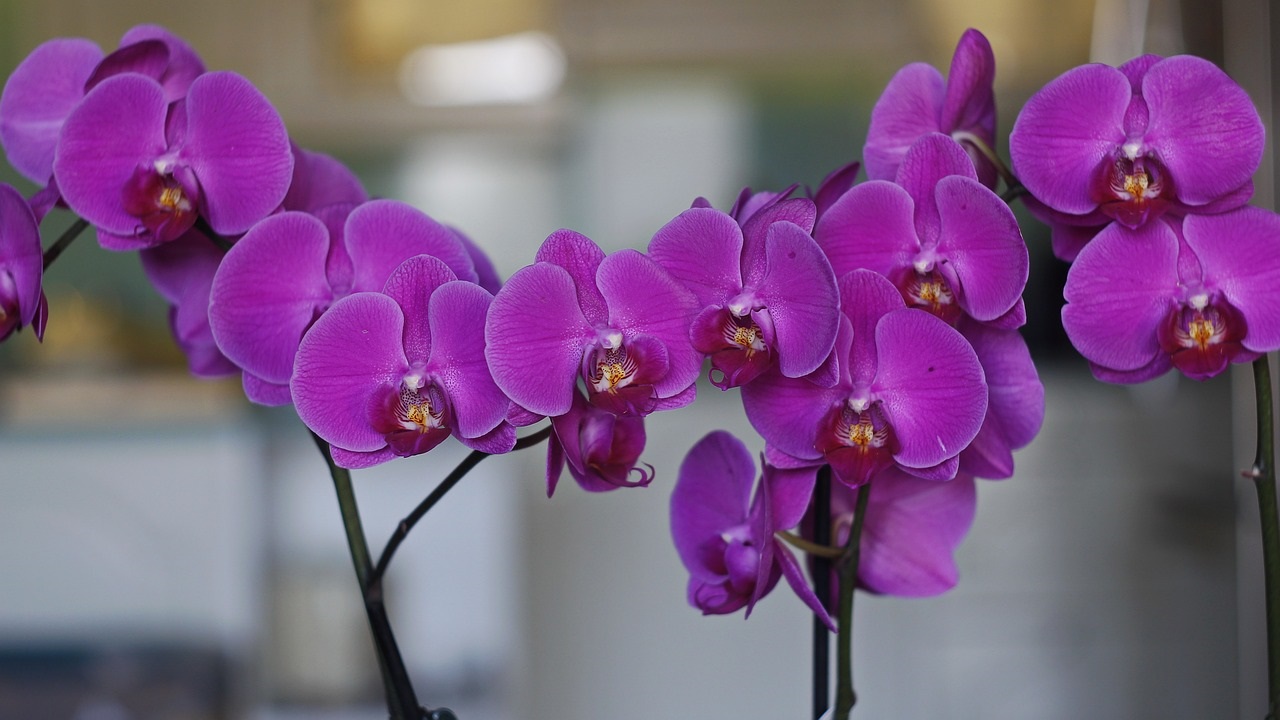 orchidea viola