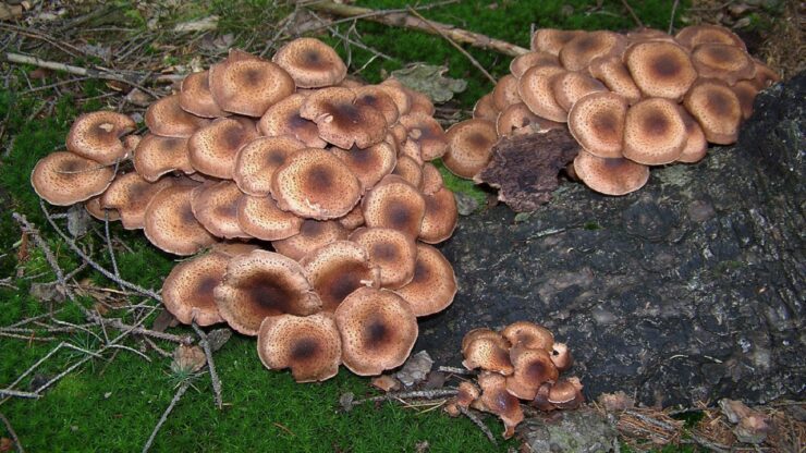 Armillaria ostoyae