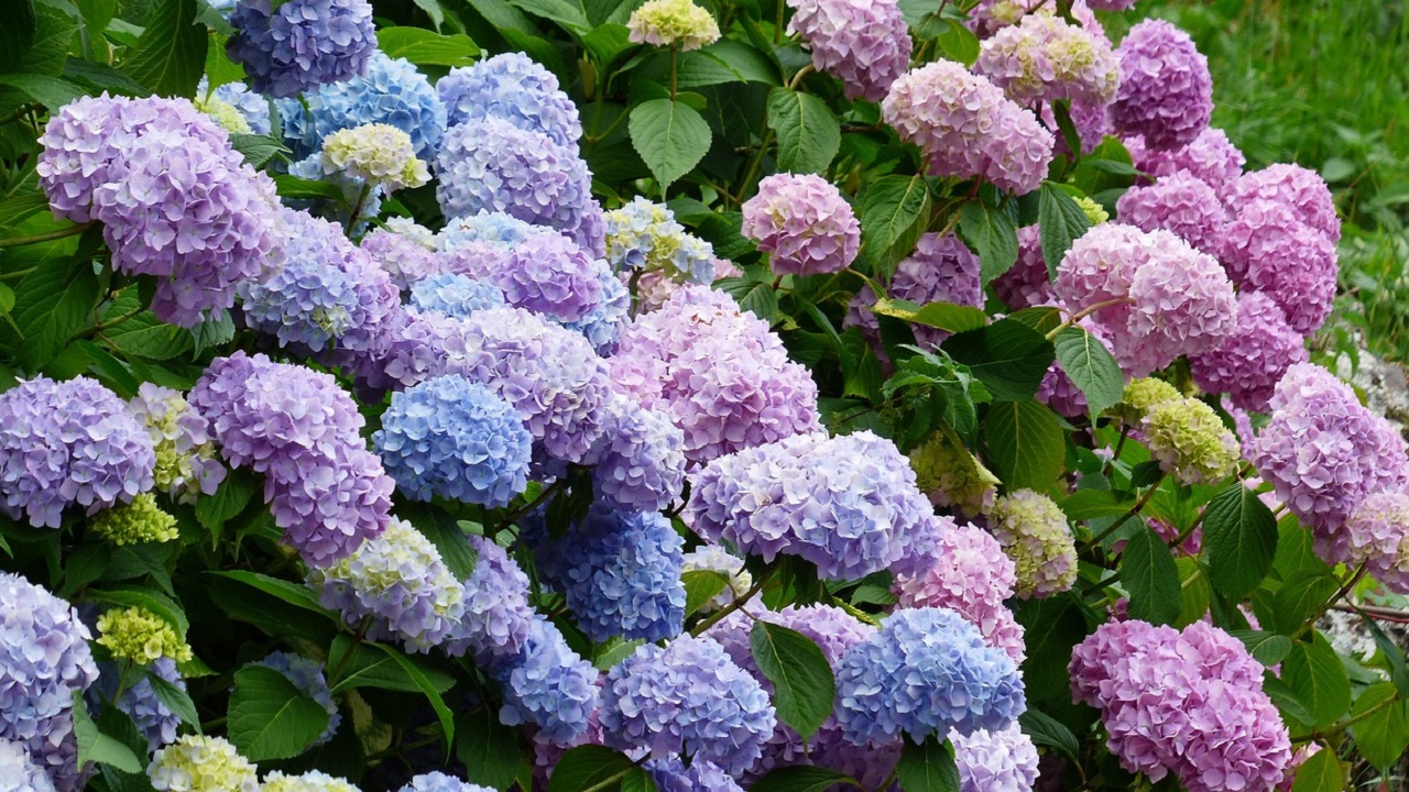 ortensie e birra