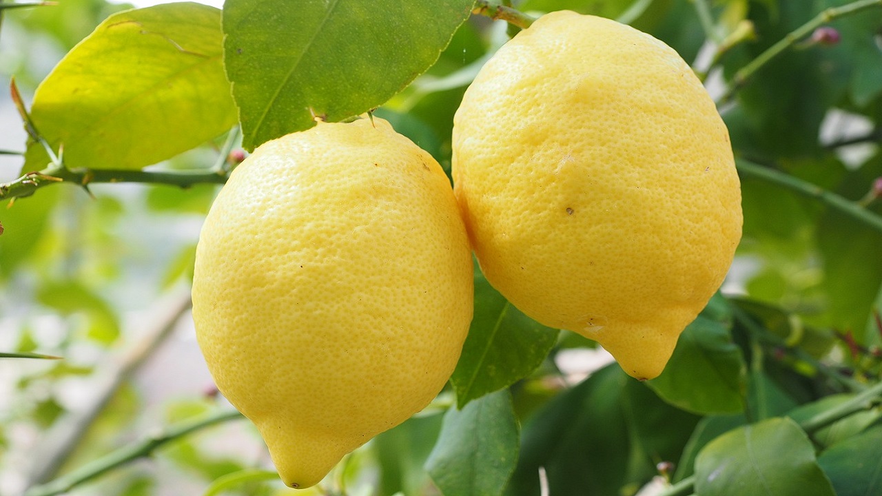 piantina di limone
