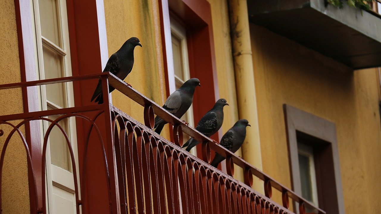colombi balcone