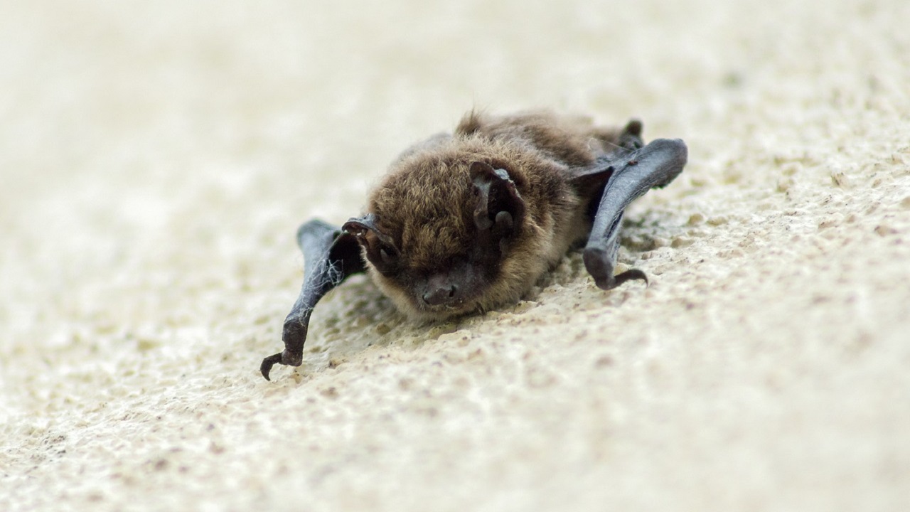 pipistrello