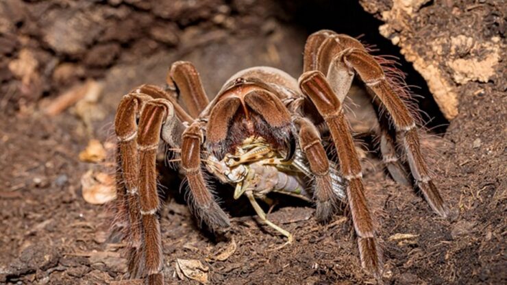 aracnide