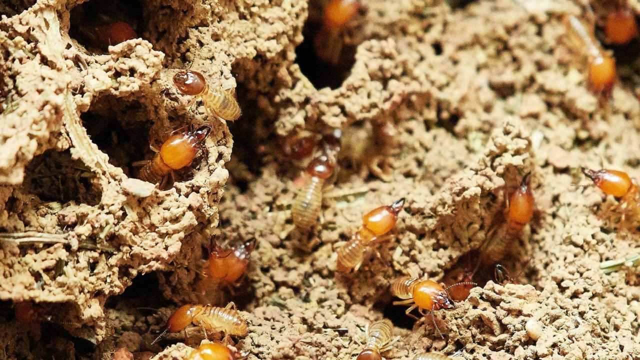termiti sabbie