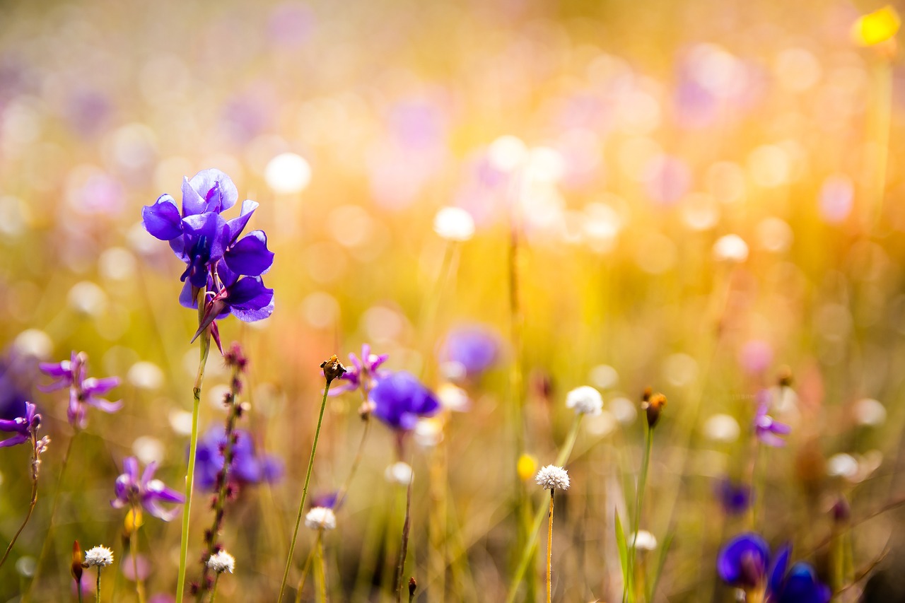 Campo di orchidee