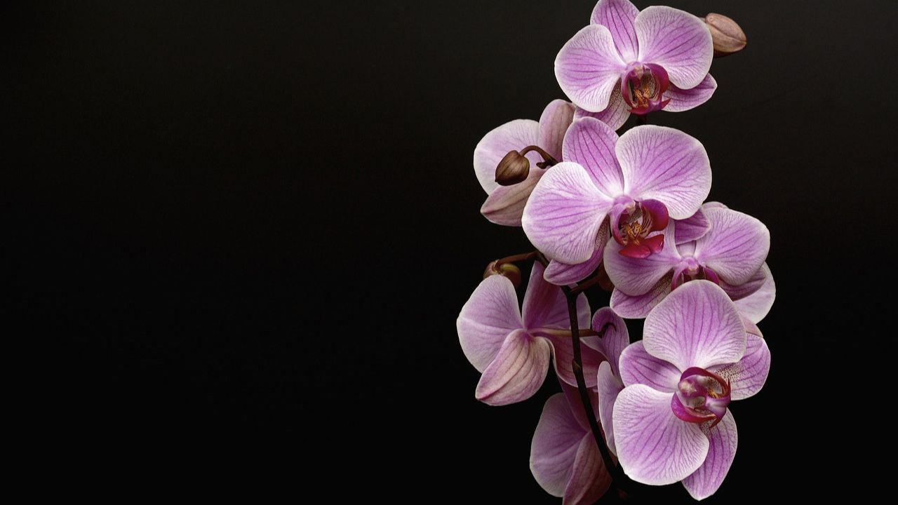 Primo piano orchidee
