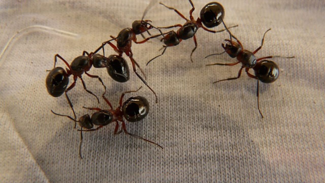 riso contro le formiche