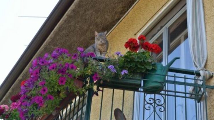 balcone