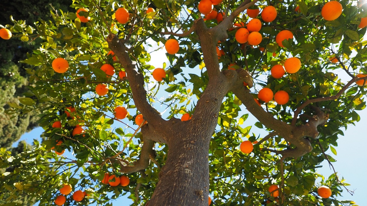 albero arancio
