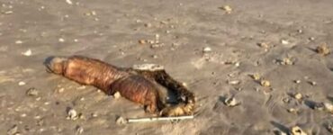 anguilla denti sciabola carcassa spiaggia