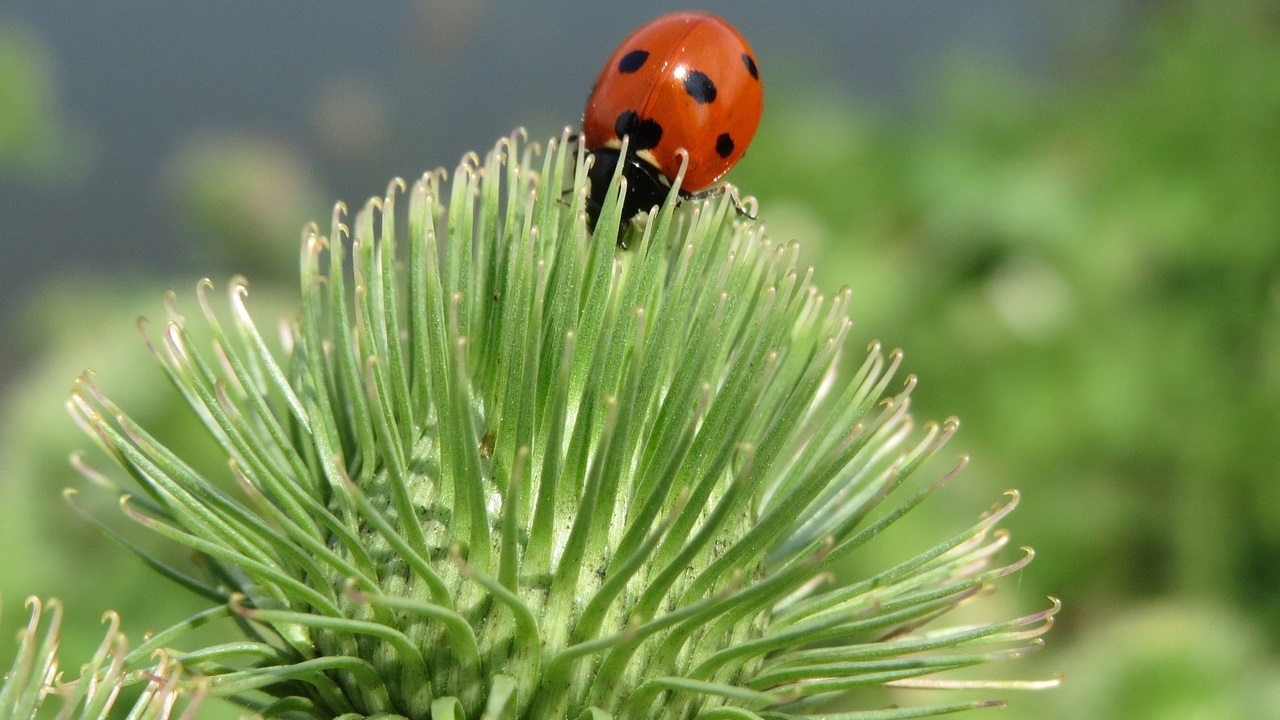 coccinella