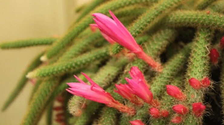 succulenta