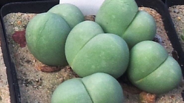 Gibbaeum heathii caramelle