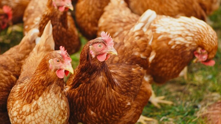galline rosse