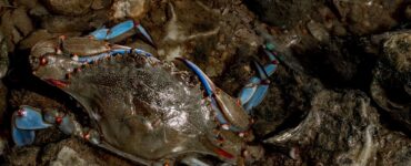 granchi blu crostaceo