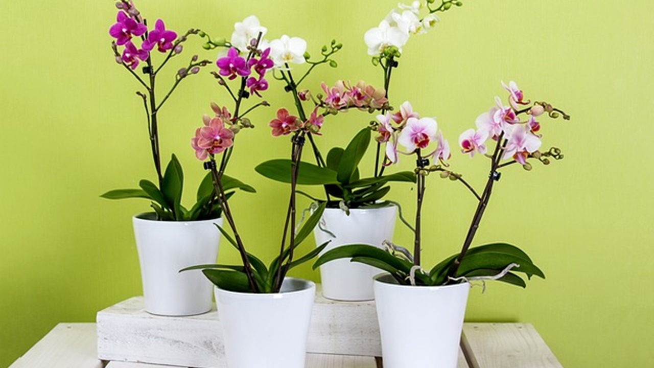 vasi di orchidee