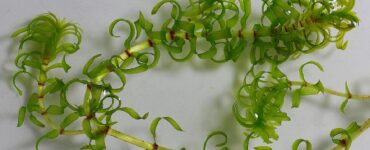 peste acqua pianta
