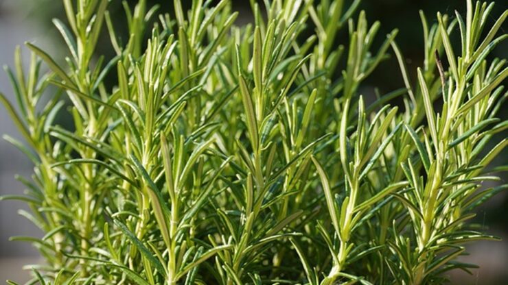 erba aromatica