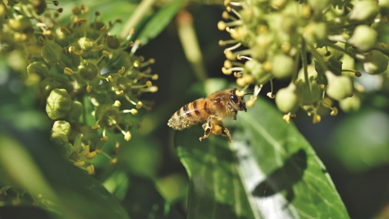 api morte impollinate