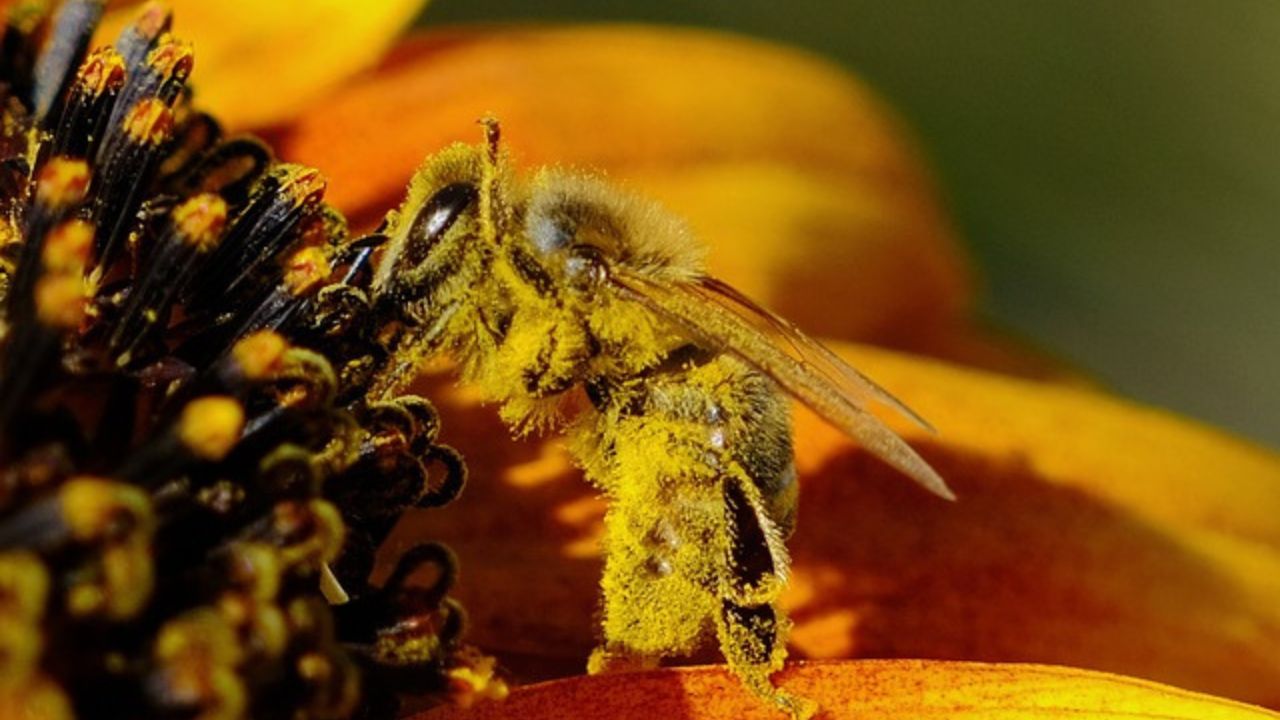 api morte impollinazione