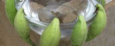 pianta