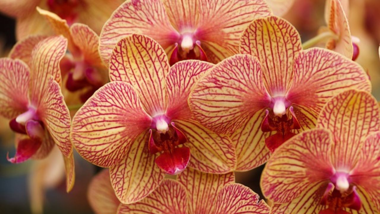 fertilizzante per orchidee