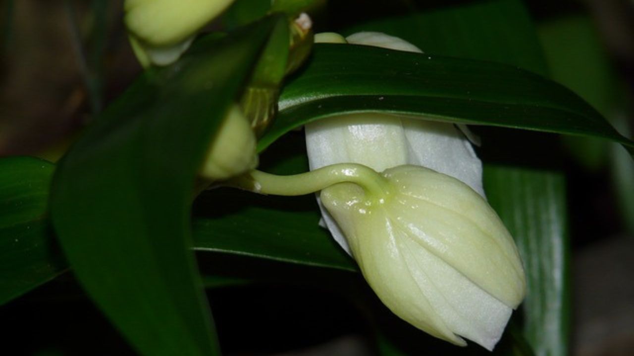 germogli di orchidea