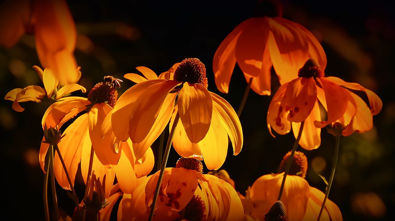 Fiori arancio