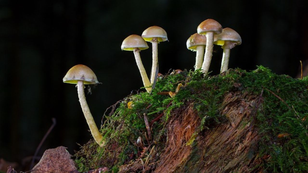 raccolta dei funghi