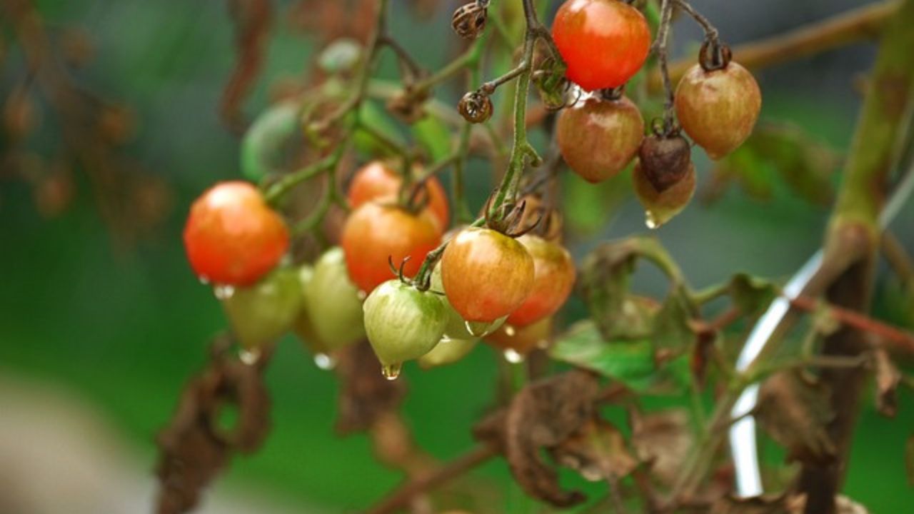 semi di pomodoro