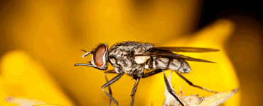 mosca
