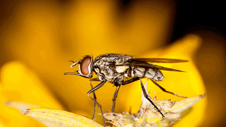 mosca
