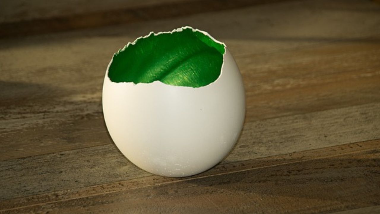 Uva da gusci d'uovo