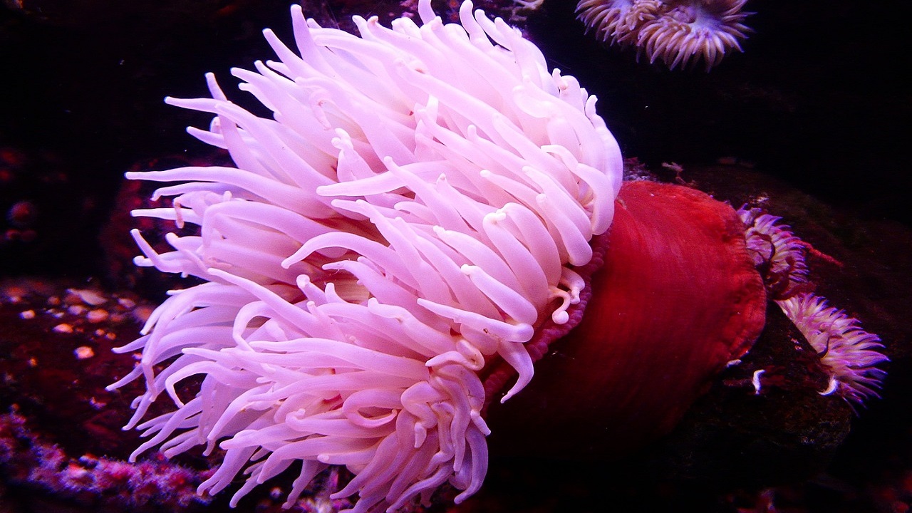 anemone di mare rosa